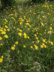 Hieracium sylvularum