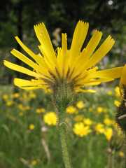 Hieracium sylvularum