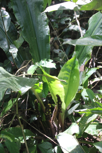 Palisota mannii, photograph 2