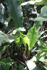 Palisota mannii, photograph author not stated, no rights reserved