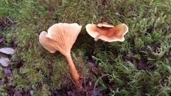 Hygrophoropsis coacta