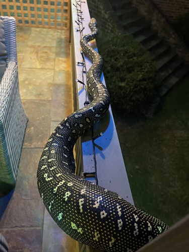 Diamond Python sighting