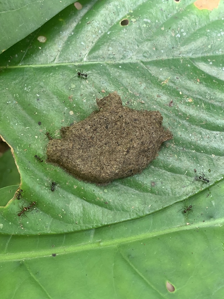 Myrmicaria exigua