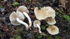 Psathyloma leucocarpum