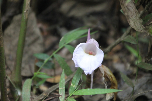 Aframomum alboviolaceum (Aframomum alboviolaceum)