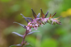Odontites vernus