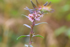 Odontites vernus