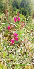 Daboecia azorica
