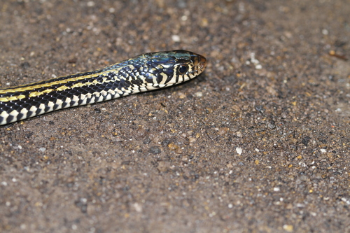 Striped Keelback