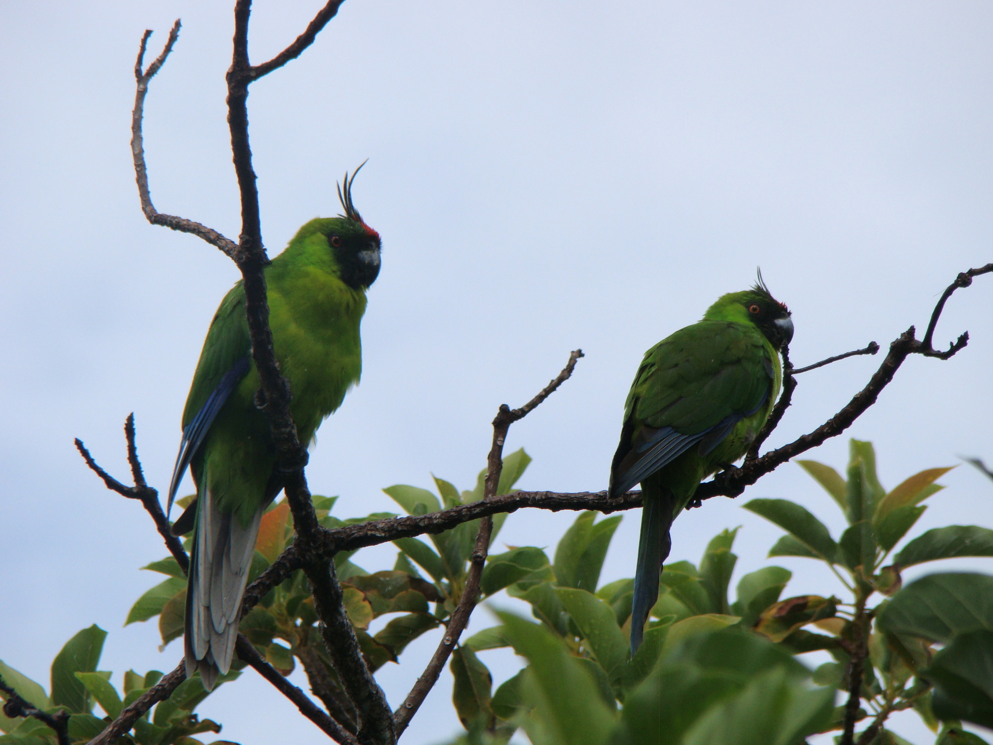 Horned Parakeet (Eunymphicus cornutus), photo 3