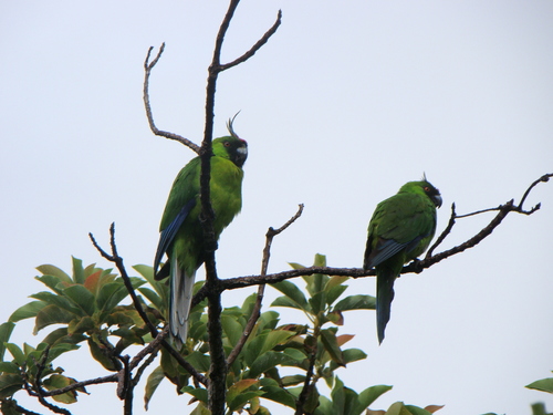 Horned Parakeet (Eunymphicus cornutus), photo 4
