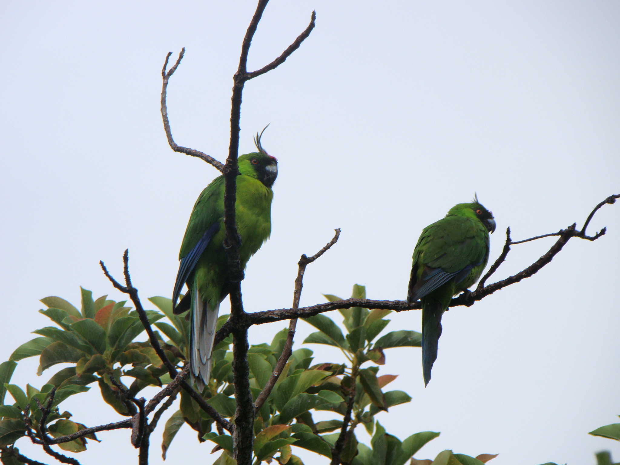 Horned Parakeet (Eunymphicus cornutus), photo 4