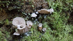 Arrhenia acerosa
