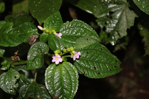 Calvoa orientalis