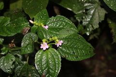 Calvoa orientalis