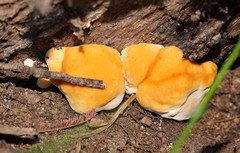 Piptoporus australiensis