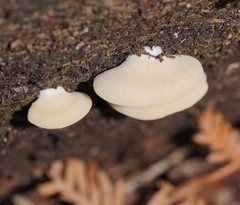 Crepidotus nephrodes
