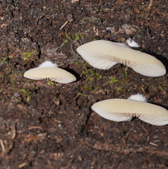 Crepidotus nephrodes