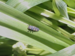 Coccinella septempunctata