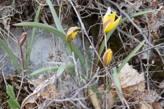 Tulipa uniflora