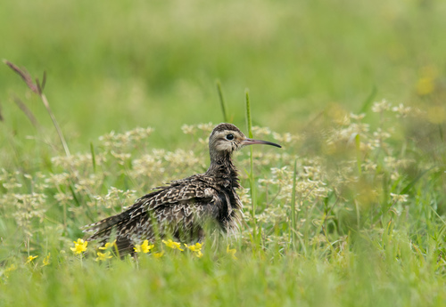 Little Curlew, photo 6 of 9