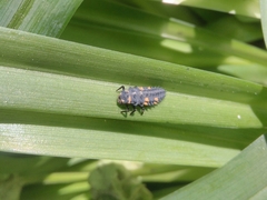 Coccinella septempunctata