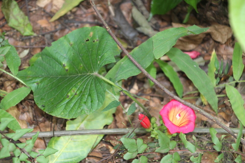 Image of Stictocardia beraviensis by no rights reserved