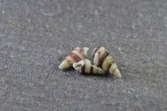 Bankivia fasciata