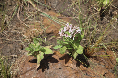 Aeollanthus repens, photograph 4