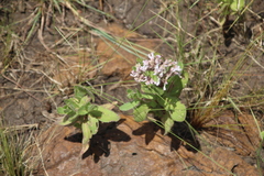 Aeollanthus repens, photograph author not stated, no rights reserved