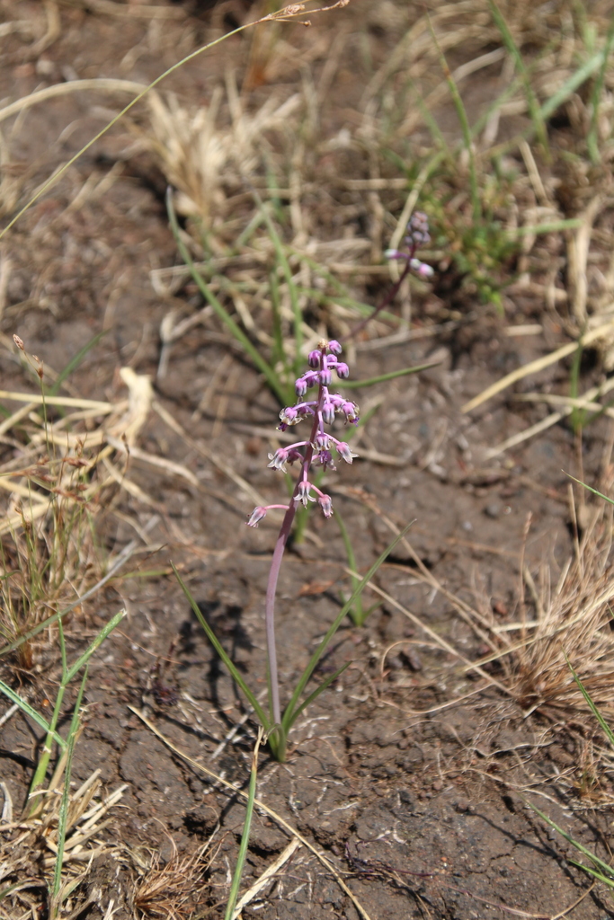 Ledebouria edulis, Buikwe, Uganda