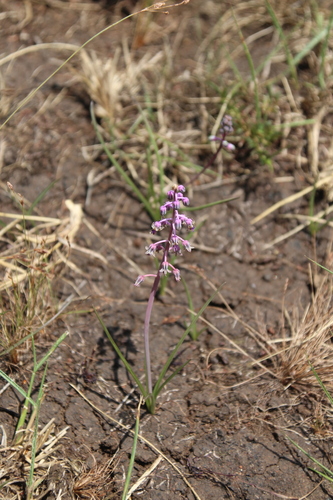 Ledebouria edulis