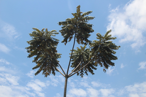 Image of Polyscias fulva by no rights reserved