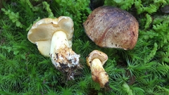 Boletus leptospermi