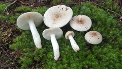 Russula purpureotincta
