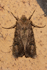 Meterana inchoata