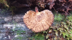 Polyporus nigrocristatus