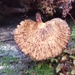 Polyporus xerophyllus - Photo (c) noah_siegel, some rights reserved (CC BY-NC-SA), uploaded by noah_siegel
