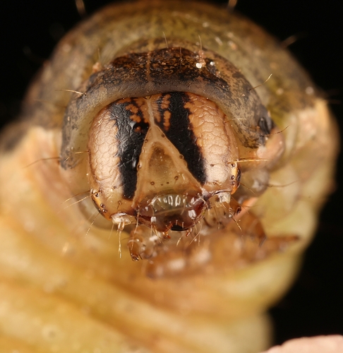 Large Yellow Underwing