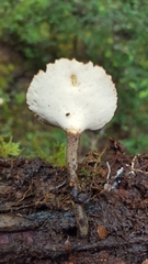 Polyporus nigrocristatus
