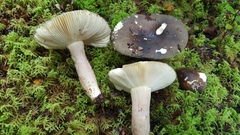 Russula tawai
