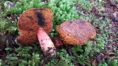 Boletus leptospermi