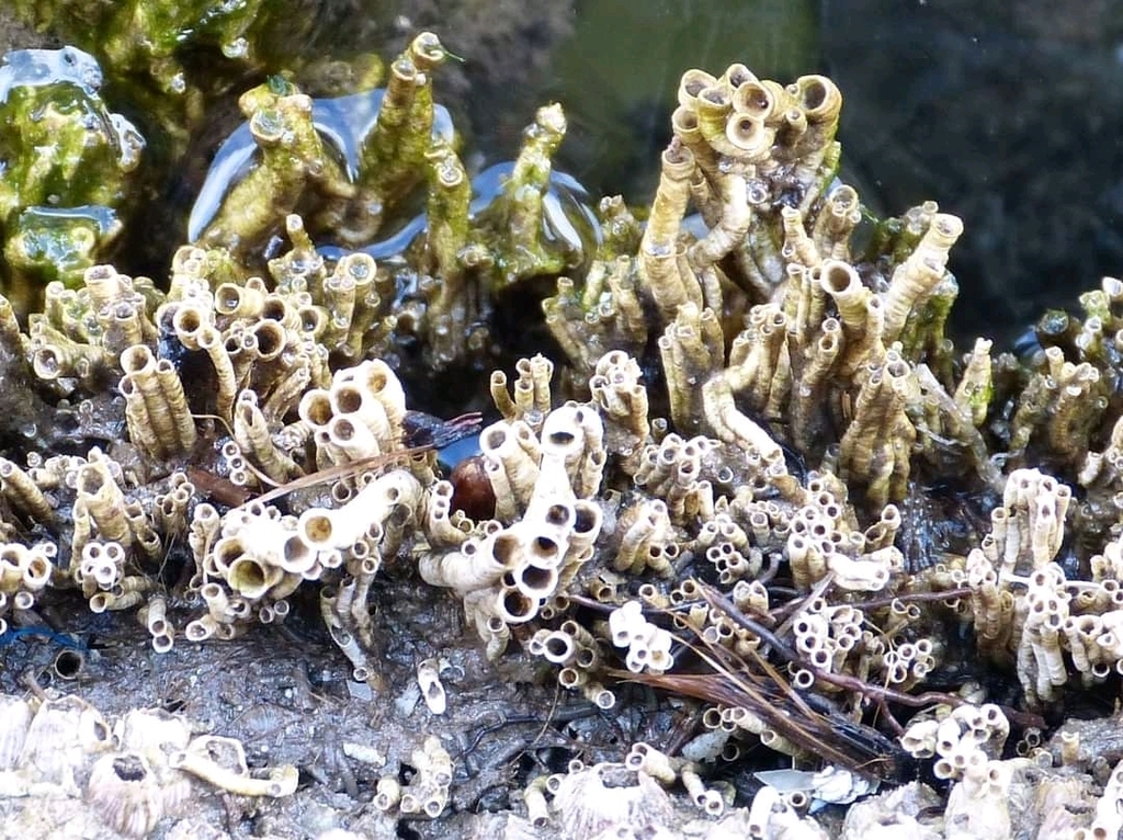 Australian Tubeworm