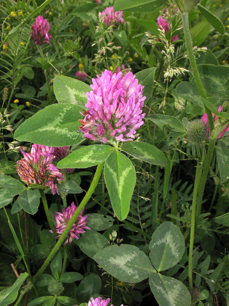Is Red Clover Okay For Horses At Patricia Sheffield Blog