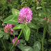 Red Clover - Photo (c) Sergey Mayorov, some rights reserved (CC BY-NC), uploaded by Sergey Mayorov