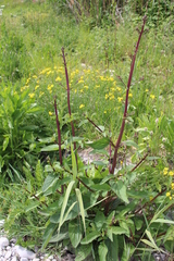 Scrophularia auriculata