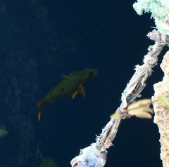 Lutjanus monostigma