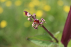 Scrophularia auriculata
