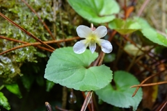 Viola shinchikuensis