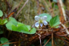 Viola shinchikuensis